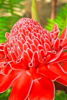 flowers from Thailand, Etlingera Elatior or Red Torch Ginger
