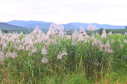 Golden giant reed field against on mountain background