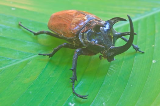 insect from Thailand,  large Rhinoceros Beetle (Eupatorus gracillicornis)
