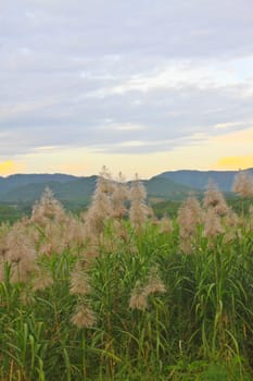 Golden giant reed field against on mountain background