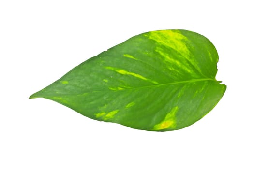 leaf plant epipremnum scindapsus close up isolated on white background (Golden pothos, Devil's iIvy, Hunter's-robe)