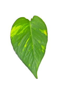 leaf plant epipremnum scindapsus close up isolated on white background (Golden pothos, Devil's iIvy, Hunter's-robe)