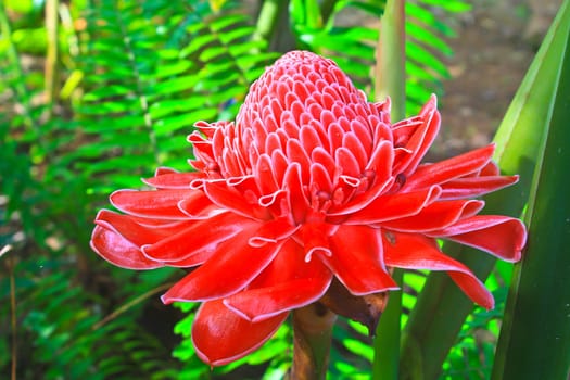 flowers from Thailand, Etlingera Elatior or Red Torch Ginger
