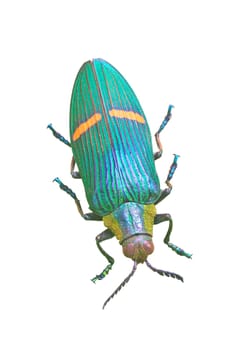 insect on white background from Thailand,  jewel beetle Catoxantha opulenta