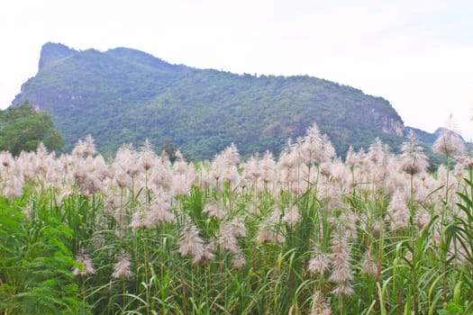 Golden giant reed field against on mountain background