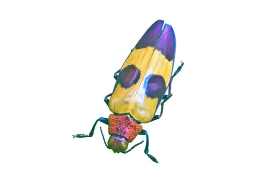 insect on white background from Thailand,  metallic wood-boring beetle, buprestidae