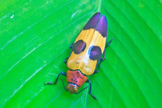 insect on leaf from Thailand,  metallic wood-boring beetle, buprestidae