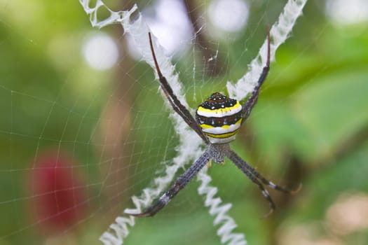 beauty insect on web in forest, Multi-coloured Argiope Spider