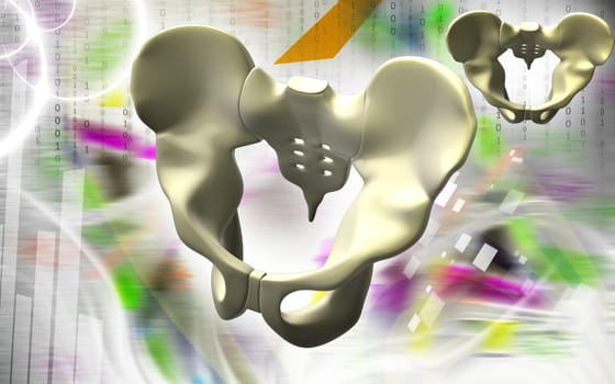 Digital illustration of pelvic girdle in colour background