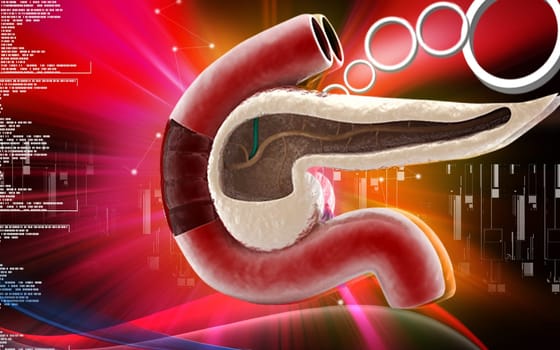Digital illustration of pancreas in colour background
