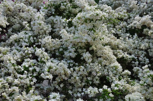 Blooming bougainvillea plant with white flowers. Spring background.