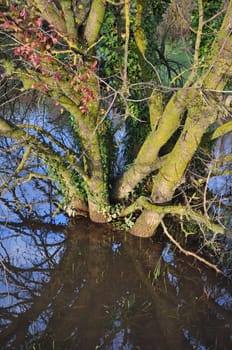 Tree trunk submerged in water after the rain. Nature abstract.