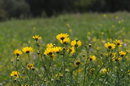 Blooming yellow wild flowers in a field. Spring season background.