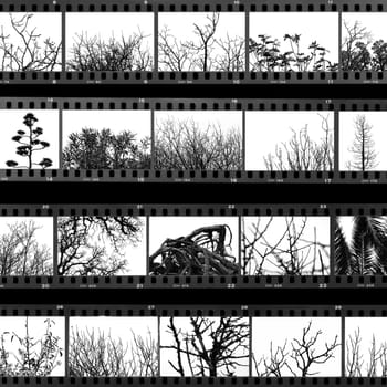 Photographs of trees and plants film proof sheet. Black and white.