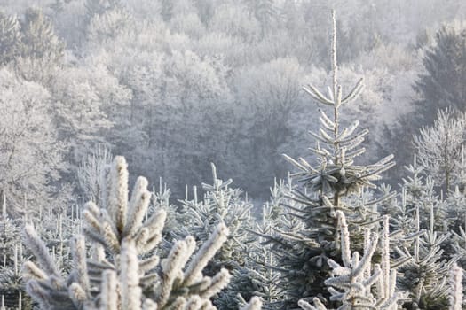 Christmas Tree Plantation