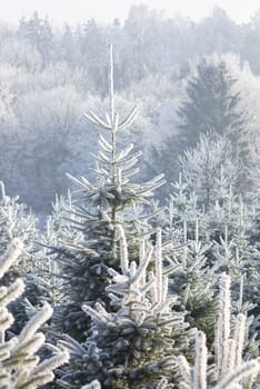 Christmas Tree Plantation
