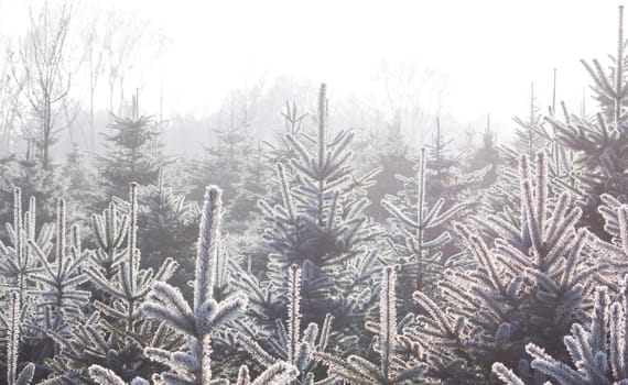 Christmas Tree Plantation