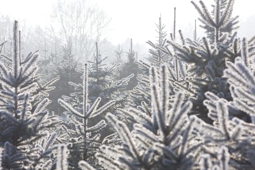 Christmas Tree Plantation