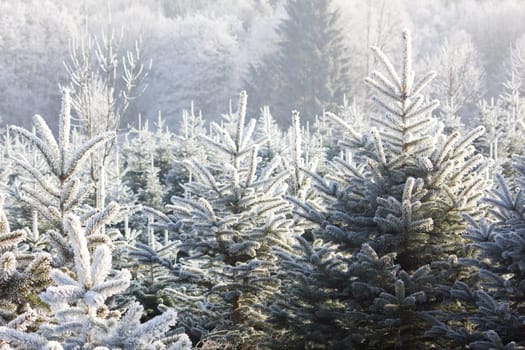 Christmas Tree Plantation