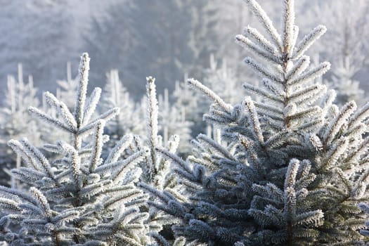 Christmas Tree Plantation