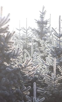 Christmas Tree Plantation