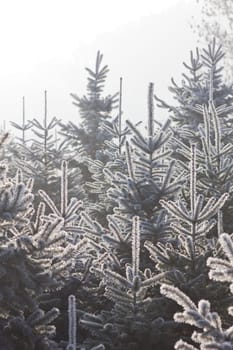 Christmas Tree Plantation