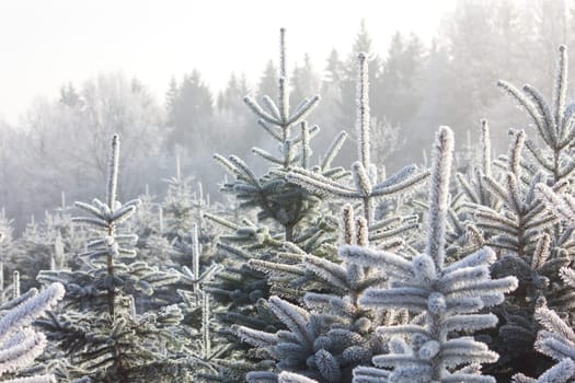 Christmas Tree Plantation