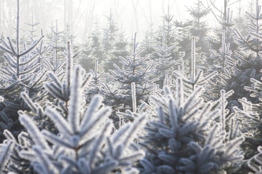 Christmas Tree Plantation