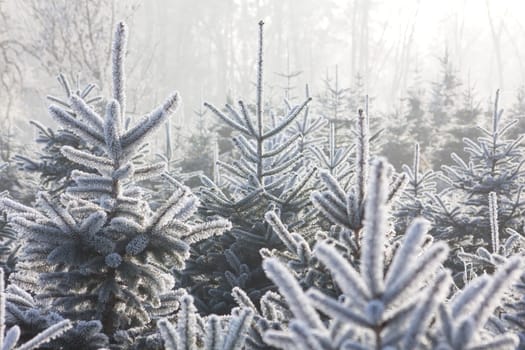 Christmas Tree Plantation
