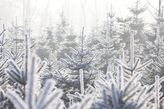 Christmas Tree Plantation
