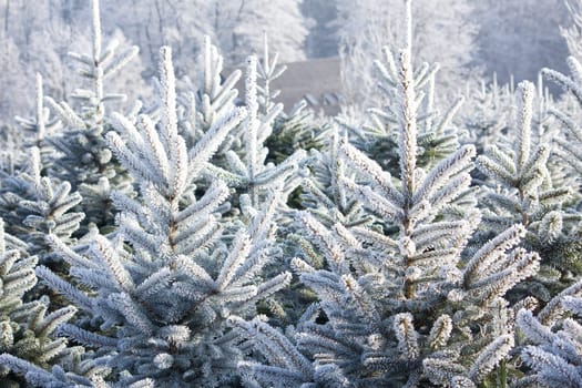 Christmas Tree Plantation