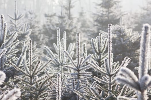 Christmas Tree Plantation