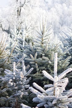 Christmas Tree Plantation