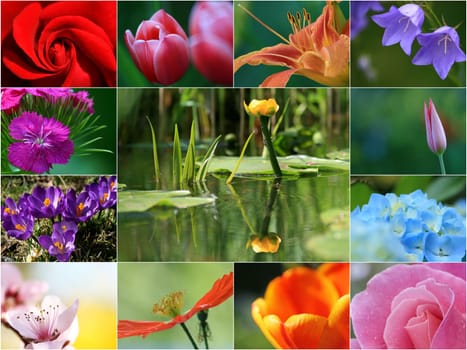 Flowers without food