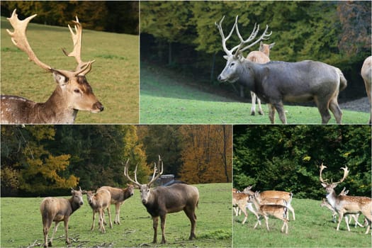 Stags