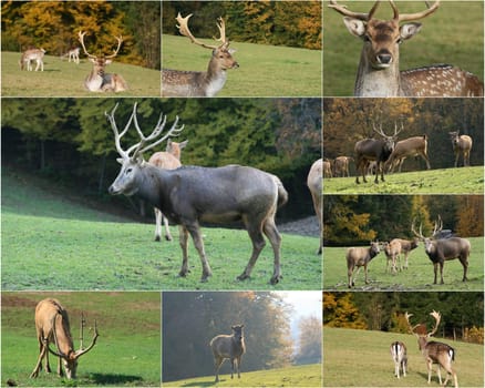 Stags