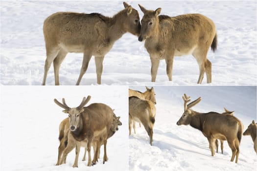 Deer in winter
