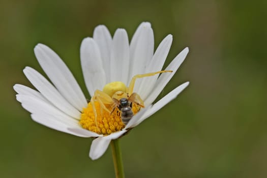 Crab spider with prey
