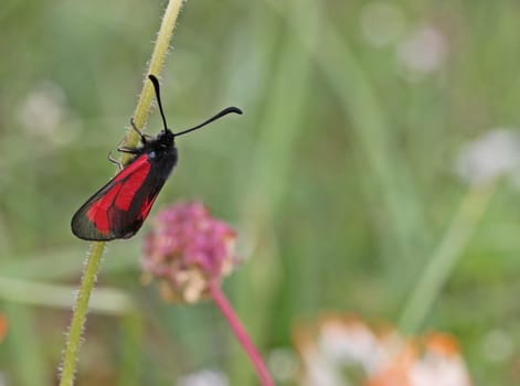 Thyme ram (Zygaena purpuralis)