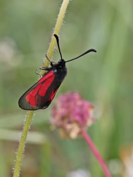Thyme ram (Zygaena purpuralis)