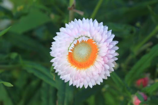 flower from Thailand, close up flower on mountain in northern Thailand