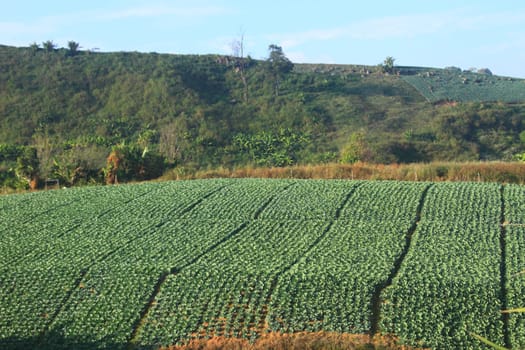 Cabbage agriculture fields in Northern Thailand