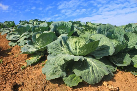 Cabbage agriculture fields in Northern Thailand