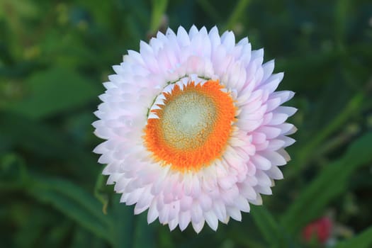flower from Thailand, close up flower on mountain in northern Thailand