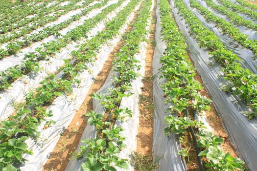 Organic strawberries field in northern Thailand