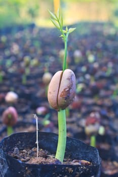 Green sprout growing from seed in field