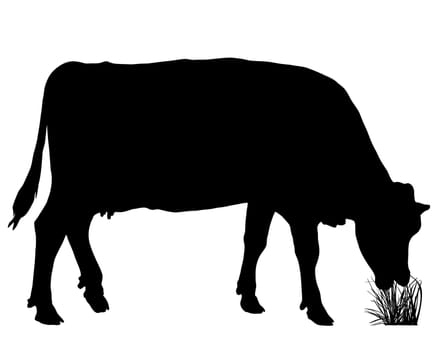 Grazing cow