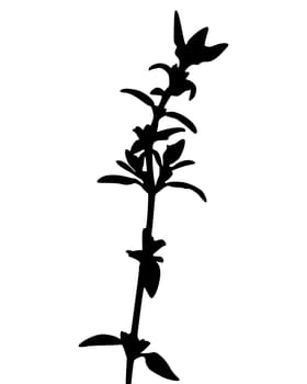 Thyme