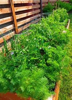 Small vegetable garden by the side of the house
