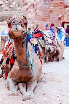 Portrait of a camel covered by colorful rugs in Petra, Jordan